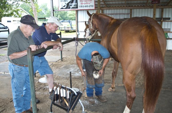 8 Week Farrier Course